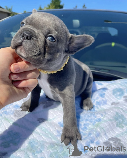 Photo №1. french bulldog - for sale in the city of Montreal | 500$ | Announcement № 103600