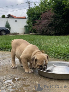 Additional photos: English bulldog