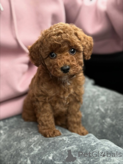 Photo №1. maltipu - for sale in the city of Ensuede | 650$ | Announcement № 159567