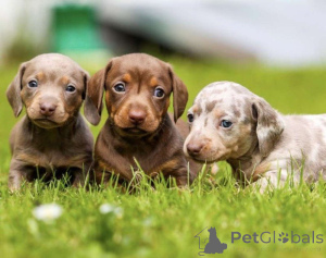 Photo №1. labrador retriever - for sale in the city of Riverside | 466$ | Announcement № 143164