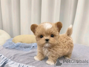 Photo №3. Teacup poodle Puppies For Adoption. Switzerland