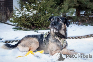 Photo №4. I will sell non-pedigree dogs in the city of Москва. private announcement - price - Is free