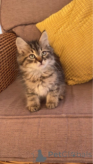 Photo №1. siberian cat - for sale in the city of Hogezand | Is free | Announcement № 172081