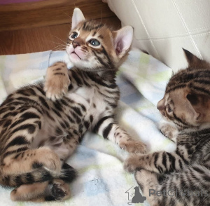 Photo №4. I will sell bengal cat in the city of Berlin. private announcement, from nursery - price - 413$