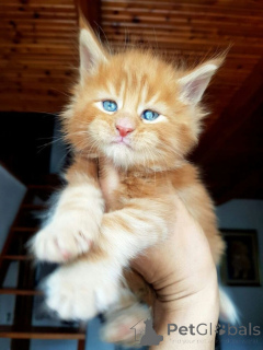 Photo №1. maine coon - for sale in the city of Anderlecht | negotiated | Announcement № 166814