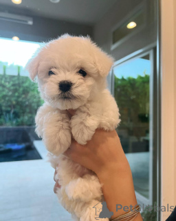 Photo №3. Beautiful Pedigree Bichon Puppies. France