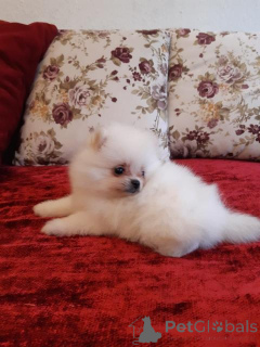 Photo №1. pomeranian - for sale in the city of Newcastle | negotiated | Announcement № 167387