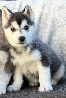 Photo №2 to announcement № 161431 for the sale of siberian husky - buy in Belgium private announcement