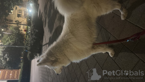 Photo №3. White Siberian Samoyed looking for a new home. Hungary