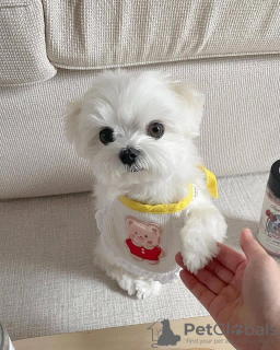 Photo №3. Cute Maltese. United States