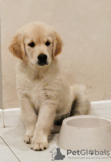 Photo №1. golden retriever - for sale in the city of Grodno | 943$ | Announcement № 54924
