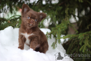 Photo №2 to announcement № 95024 for the sale of chihuahua - buy in Russian Federation from nursery, breeder