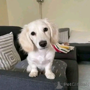 Photo №2 to announcement № 164547 for the sale of dachshund - buy in Finland private announcement, from the shelter