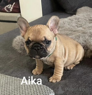 Photo №1. french bulldog - for sale in the city of Liège | Is free | Announcement № 161867