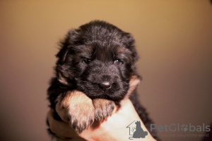 Photo №1. german shepherd - for sale in the city of Odessa | 1057$ | Announcement № 127185