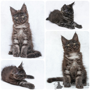 Photo №1. maine coon - for sale in the city of Tashkent | 1500$ | Announcement № 7587