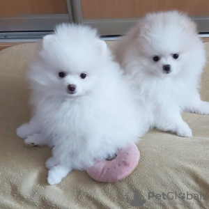 Additional photos: pomeranian