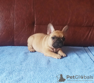 Additional photos: French bulldog puppies