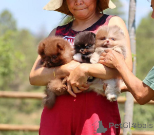 Photo №3. Bezaubernde Pomeranian-Welpen zu verkaufen klein, flauschig und voller. Germany