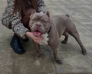 Photo №4. I will sell american bully in the city of Kishinev. breeder - price - 1057$