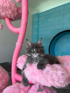 Photo №4. I will sell maine coon in the city of Berlin. breeder - price - negotiated