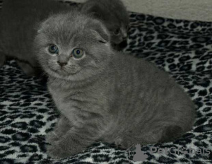 Photo №1. scottish fold - for sale in the city of Vilnius | negotiated | Announcement № 109705