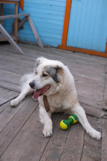 Photo №2 to announcement № 132198 for the sale of central asian shepherd dog - buy in Russian Federation 