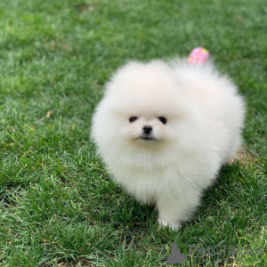 Photo №4. I will sell pomeranian in the city of Гамбург. private announcement - price - 380$