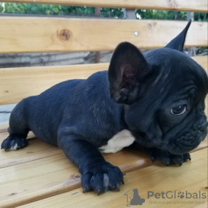 Photo №2 to announcement № 122991 for the sale of french bulldog - buy in Germany private announcement