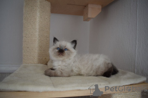 Photo №2 to announcement № 31247 for the sale of siberian cat - buy in United States breeder