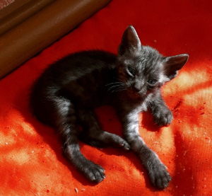Photo №3. I sell kittens of breed Egyptian Mau.. Russian Federation