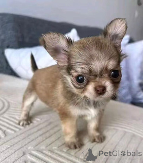 Photo №2 to announcement № 168835 for the sale of non-pedigree dogs - buy in United States breeder