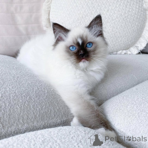 Photo №2 to announcement № 159298 for the sale of ragdoll - buy in Netherlands private announcement