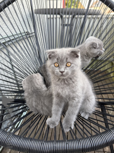 Photo №3. Kittens are 11 weeks old. Germany