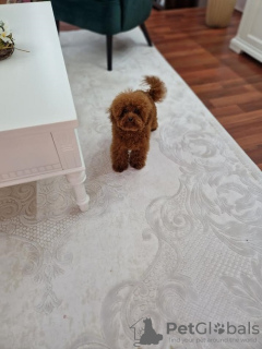 Photo №4. I will sell poodle (toy) in the city of Нови Сад. breeder - price - negotiated