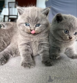 Photo №1. british shorthair - for sale in the city of Vreden | 329$ | Announcement № 151868