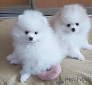 Photo №1. pomeranian - for sale in the city of Albert Park | 650$ | Announcement № 138371