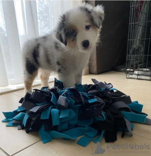 Photo №2 to announcement № 123403 for the sale of australian shepherd - buy in Greece private announcement