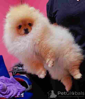 Additional photos: Sale of premium bear-type Pomeranians