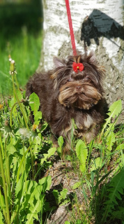 Photo №3. chocolate york mini. Russian Federation