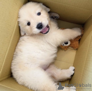 Photo №1. golden retriever - for sale in the city of Santa Cruz de la Sierra | negotiated | Announcement № 112299