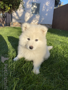 Photo №3. Samoyed puppy. Moldova