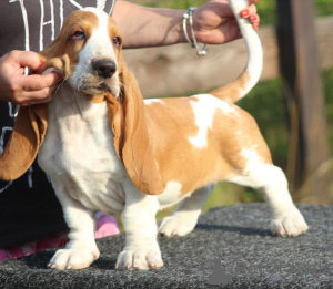 Photo №2 to announcement № 13106 for the sale of basset hound - buy in Ukraine breeder