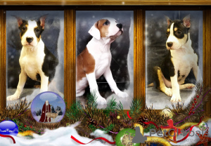 Photo №1. american staffordshire terrier - for sale in the city of Saratov | 476$ | Announcement № 8617