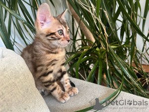 Photo №2 to announcement № 132499 for the sale of bengal cat - buy in Spain breeder