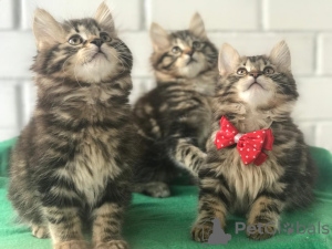 Additional photos: Kurilian Bobtail kittens