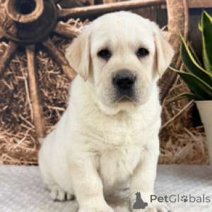 Photo №4. I will sell labrador retriever in the city of Munich. private announcement - price - 361$