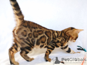 Photo №4. I will sell bengal cat in the city of Minsk. from nursery - price - negotiated