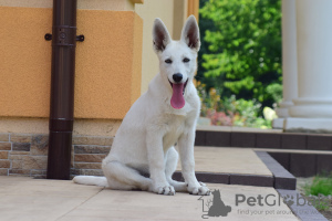 Photo №2 to announcement № 28714 for the sale of berger blanc suisse - buy in Poland from nursery, breeder