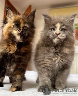 Photo №2 to announcement № 103716 for the sale of maine coon - buy in Germany breeder